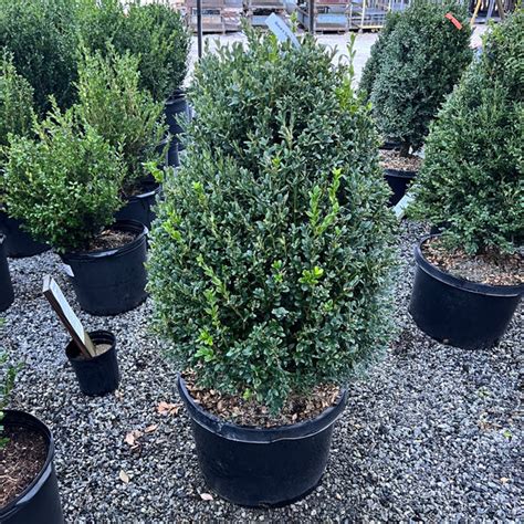 Green Velvet Boxwood | Lichtenfelt's