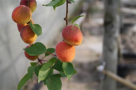 Abrikozenboom Kopen Vanaf 16 99 Fruitbomen Net