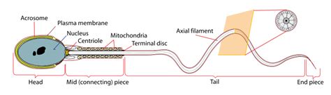 Portal:Medicine/Selected picture/43 - Wikipedia