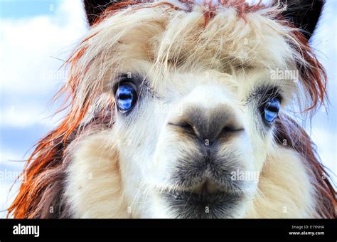 Peru Alpaca Graze Hi Res Stock Photography And Images Alamy