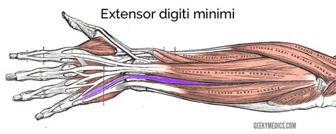 Extensor Digiti Minimi Extensor Digiti Minimi Muscle, Illustration