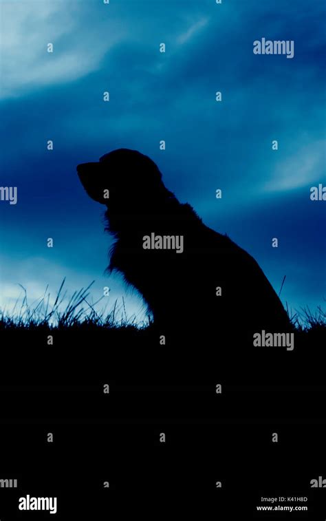 Silhouette Golden Retriever Hi Res Stock Photography And Images Alamy