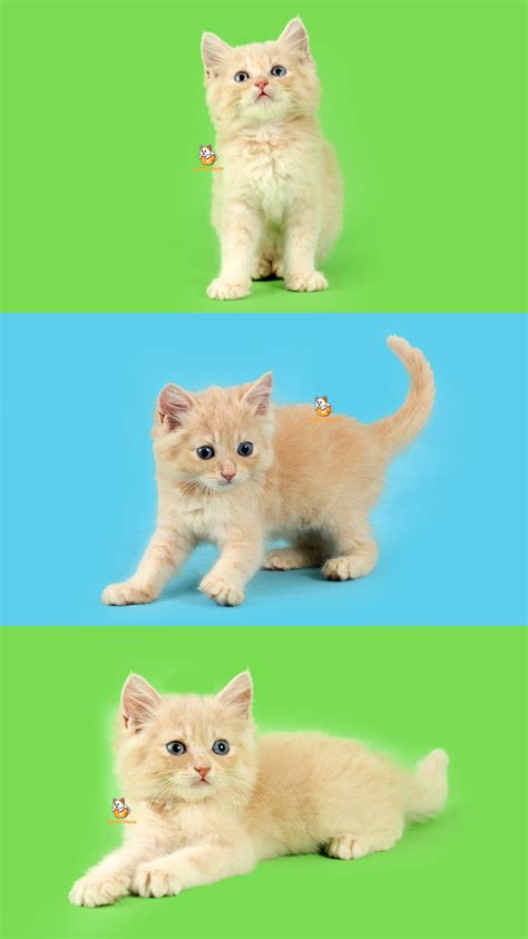 cara mengatasi kucing birahi jantan 9
