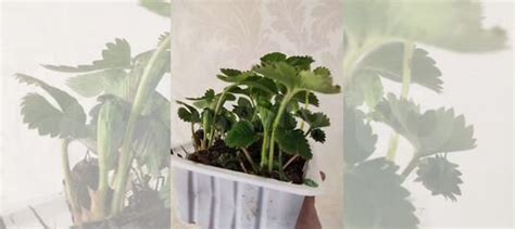 Кусты клубники ремонтантной Елизавета 2 купить в Москве | Товары для ...