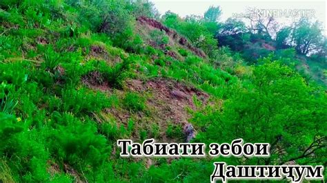 Чашмахои шифобахш Даштиджум TJK - YouTube