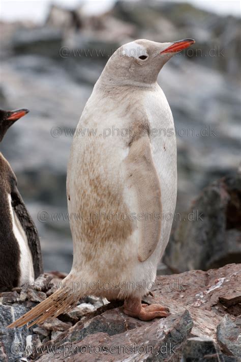 Leucistic (pale plumage) Gentoo Penguin in Antarctica