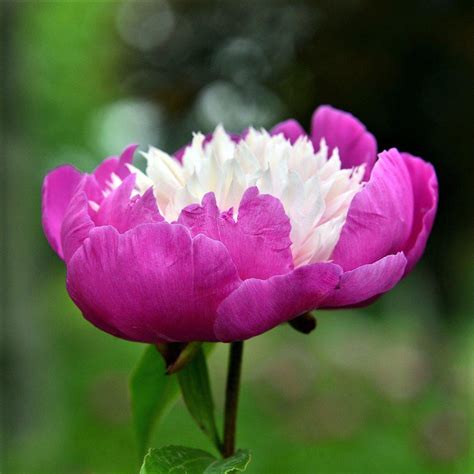 Vibrant Pink Peony Bulbs For Sale Gay Paree Fragrant Iplantbulbs