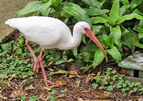 White Ibis Birdforum