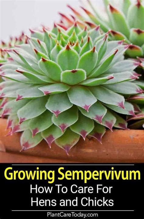 Growing Hens And Chicks How To Care For Sempervivum Houseleek Artofit