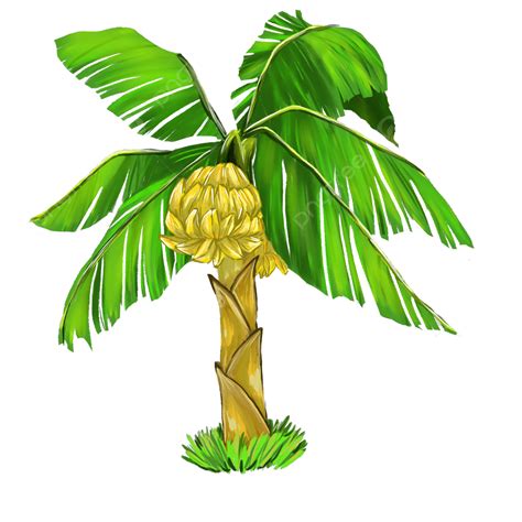 ألوان مائية، رسم، لقب، شجرة الموز Clipart شجرة الموز المرسومة