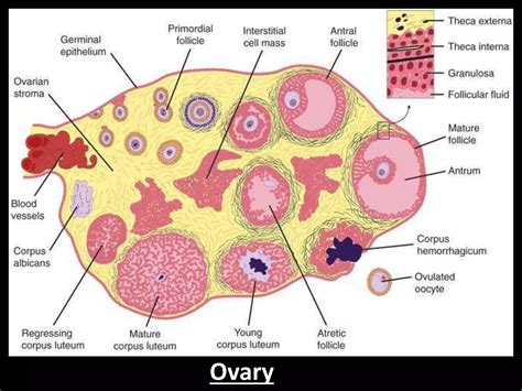 FEMALE SEX HORMONES PPT Pptx
