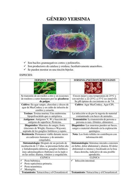 Género Yersinia Doctor teco uDocz