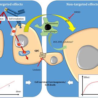 Targeted And Non Targeted Biological Effects In Conventional External