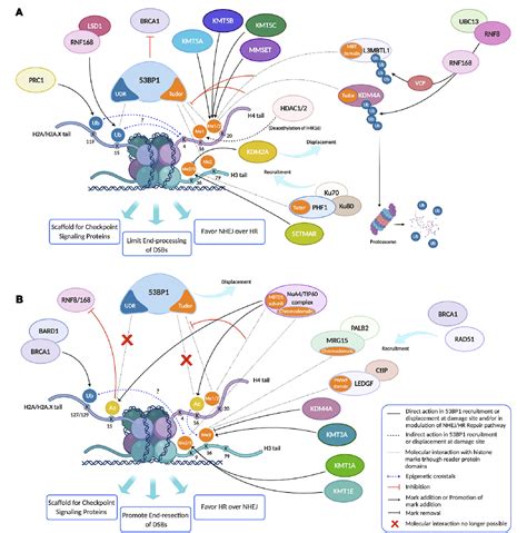 Figure 3 from The Role of Histone Lysine Methylation in the Response of ...