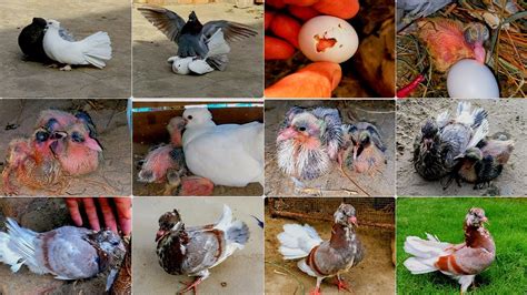 Fancy Pigeons Baby Growth Day To Days Progress Rare Pigeons