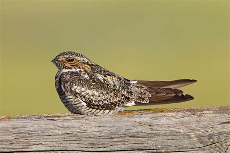 Common Nighthawk Photograph By James Zipp Fine Art America