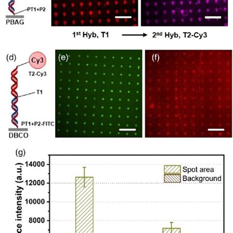 Hybridization Hyb Of Two Ssdna Targets One After Another With A Long