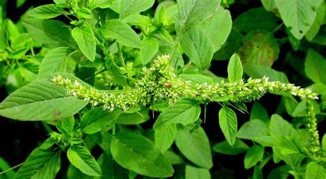 Amaranthus Spinosus L Species