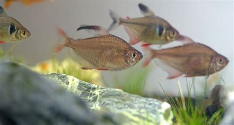 White Skirt Tetra: Care, Size, Lifespan and Tankmates