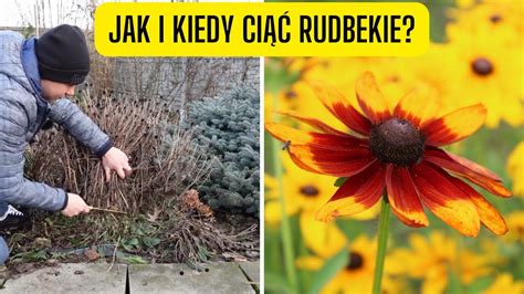 Jak I Kiedy Ci Rudbekie Czy Rudbeckie Przycinamy Wiosn Czy