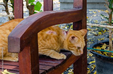 Red Stray Street Cat With Bloody Wounds On The Back Ringworm In Cats