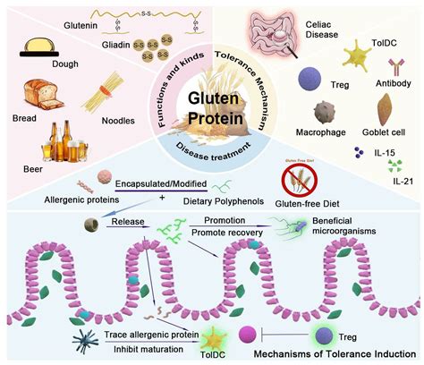 Foods Free Full Text The Role Of Gluten In Food Products And Dietary Restriction Exploring