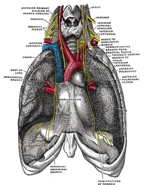 Anatomy Thorax Phrenic Nerves Statpearls Ncbi Bookshelf