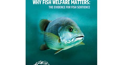 Why Our Commitment to Fish Welfare Matters - Hunter Games Magazine
