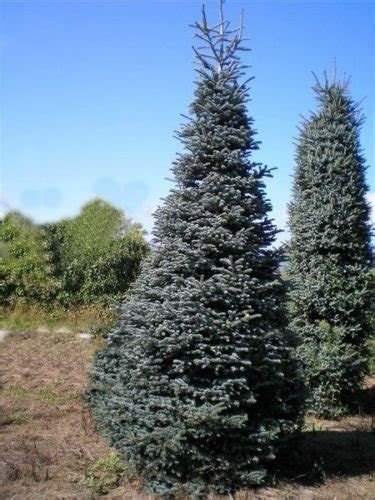 100* NOBLE FIR TREE ***** SEEDS **** CHRISTMAS TREE EVERGREEN ,FAST ...