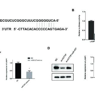 MiR 637 Regulated LASP1 Expression A Predictive Binding Sites Of