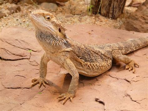15 Awesome Bearded Dragon Morphs (With Pictures): Species Guide