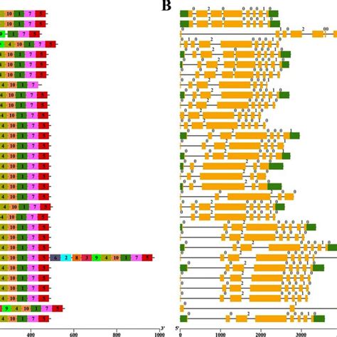 Conserved motifs and gene structure of CAT gene family in B. napus, B ...