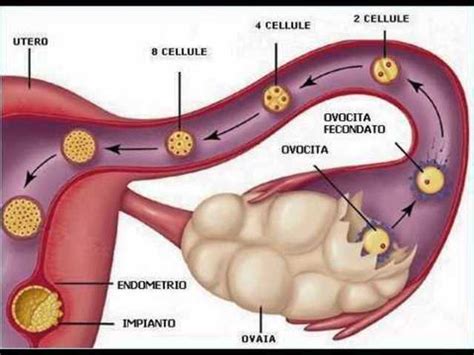 Fecundación Y Desarrollo Embrionario Timeline Timetoast Timelines