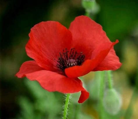 Мак в мифах и легендах | Poppy flower seeds, Flower pictures, Poppy ...