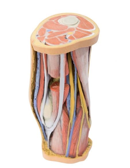 Dissecção profunda da fossa poplítea Erler Zimmer Série de anatomia 3D