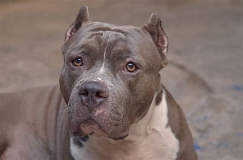 Pitbull Dog Stock Photo - Download Image Now - Adult, Bullying, Dog