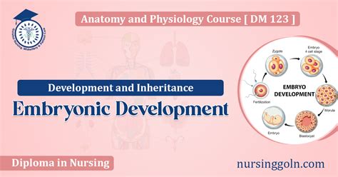 Introduction to Embryonic Development : Development and Inheritance ...