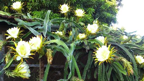 Dama Da Noite Significados Da Planta Como Cultivar E Decorar Fotos