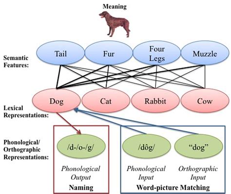 Frontiers Different Loci Of Semantic Interference In Picture Naming