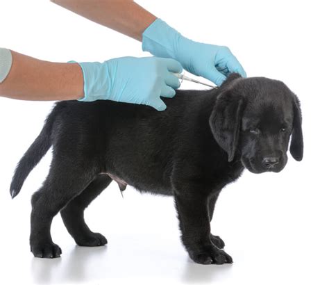 Why Should You Microchip Your Dog Cimarron Animal Hospital