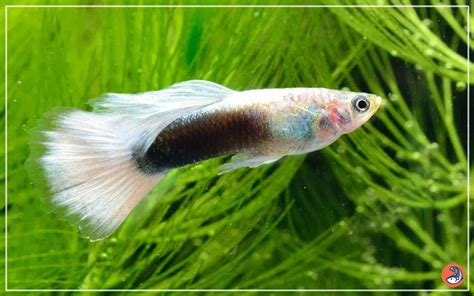 20 Swordtail Fish Tank Mates Aquariumnexus