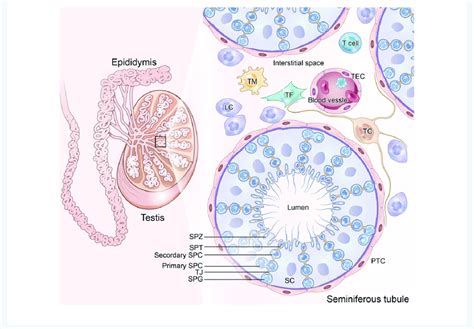 Testis Cell Diagram