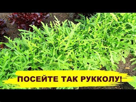 ПОСЕЙТЕ ТАК РУККОЛУ, ПОЛУЧИТЕ ХОРОШИЙ УРОЖАЙ! Выращивание рукколы из ...