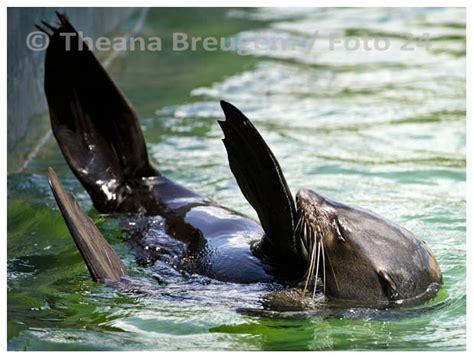 Theana Breugem Photography: Animals at the Pretoria Zoo