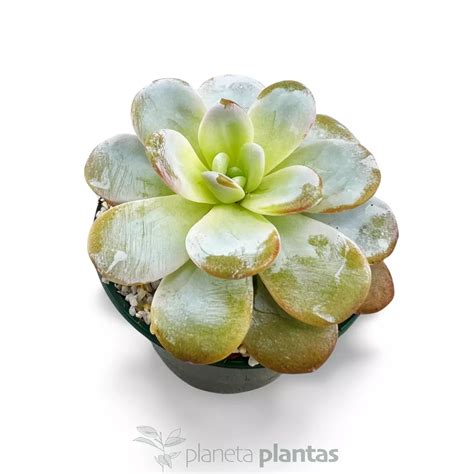 Echeveria Laui Exclusivas Suculentas Crasas Cactus Y Agaves