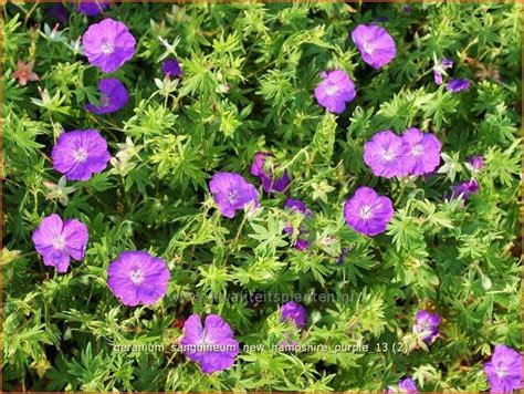 Bloedooievaarsbek Geranium Sanguineum New Hampshire Purple