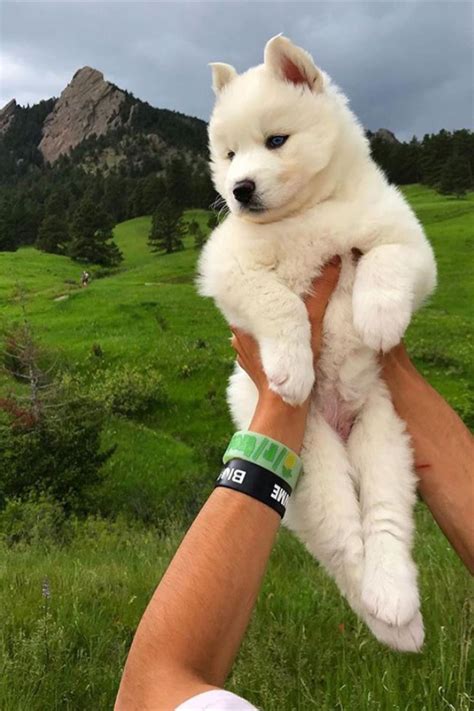 Пин от пользователя Екатерина на доске Собаки в 2020 г (с изображениями ...