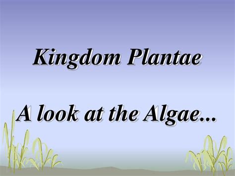 Ppt Kingdom Plantae A Look At The Algae Powerpoint Presentation