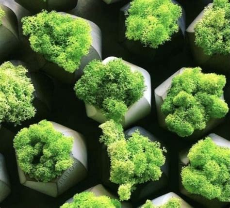 Стабилизированный мох в интерьере: оригинальный экологичный тренд 2021 ...