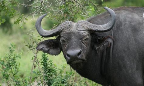 4-Day Amazing Uganda Wildlife Safari | Trip Ways